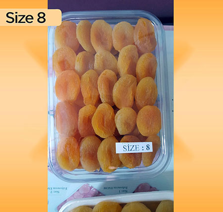 Size 8